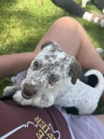 Ruby, a female German Shorthaired Pointer and Labrador Retriever for sale in East Peoria, IL – Photo 2 of 4