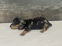 Chip- (daple/creme/lh, a male Miniature Dachshund for sale in Aiken, SC – 3 of 3