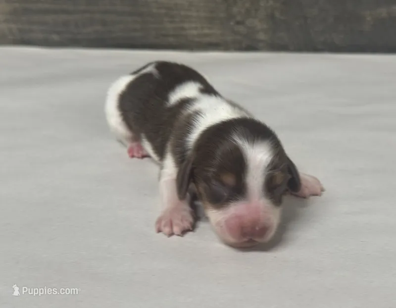 Dom (crème/lh/pie/deluite-russian dad – Miniature Dachshund puppy for sale in Aiken, SC
