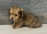 Wells-lh (shaded crème dapl)(pet only), a male Miniature Dachshund for sale in Aiken, SC – Photo 2 of 2