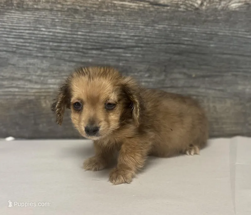 Wells-lh (shaded crème dapl)(pet only) – Miniature Dachshund puppy for sale in Aiken, SC