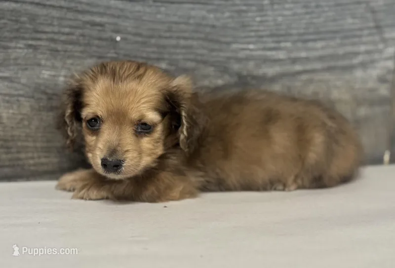 Wells-lh (shaded crème dapl)(pet only) – Miniature Dachshund puppy for sale in Aiken, SC