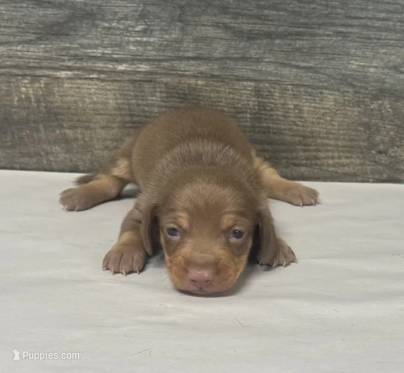 Coco (daple/deluite/lh – Miniature Dachshund puppy for sale in Aiken, SC