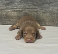 Coco (daple/deluite/lh, a female Miniature Dachshund for sale in Aiken, SC – 1 of 2