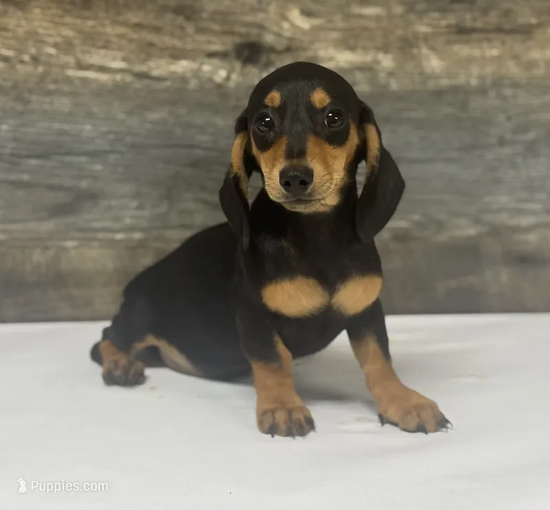 Baby (daple/creme – Miniature Dachshund puppy for sale in Aiken, SC