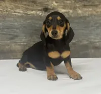 Baby (daple/creme, a female Miniature Dachshund for sale in Aiken, SC – 1 of 2