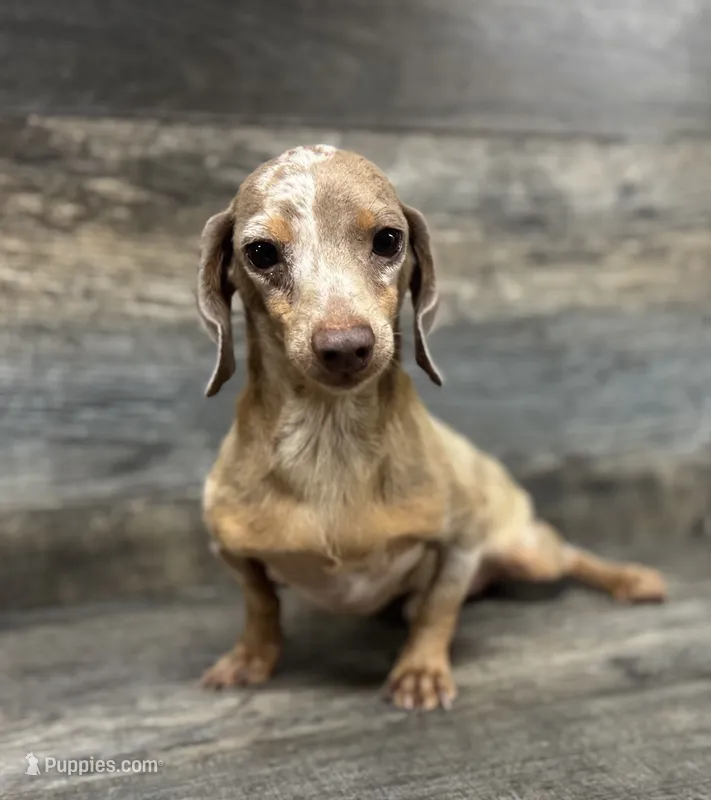 Whiskey (daple/deluite/lh (small boy) – Miniature Dachshund puppy for sale in Aiken, SC
