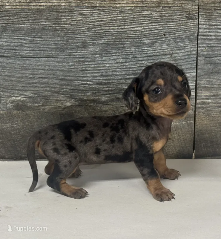 Vin (daple/creme/lh – Miniature Dachshund puppy for sale in Aiken, SC