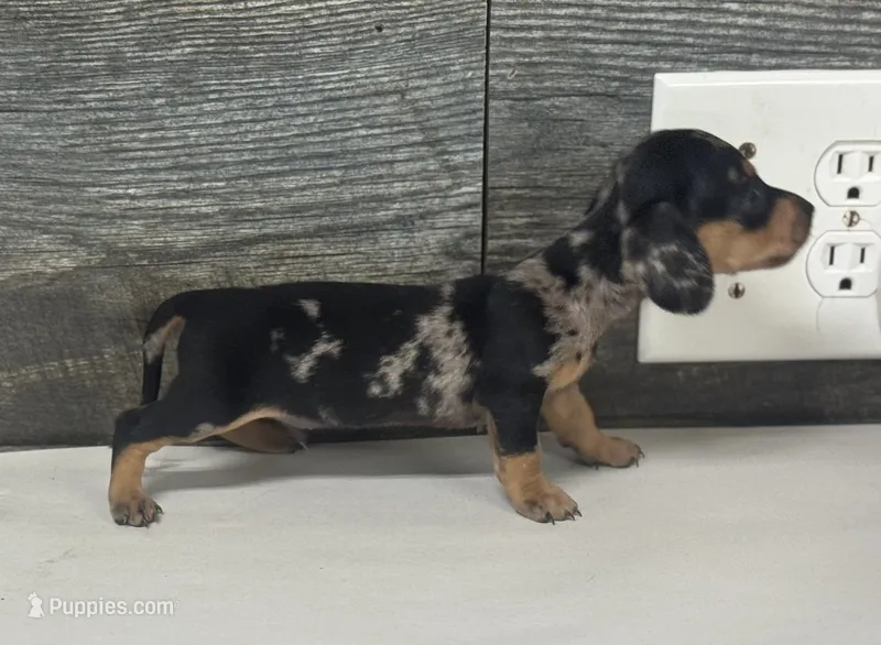Chip- (daple/creme/lh – Miniature Dachshund puppy for sale in Aiken, SC