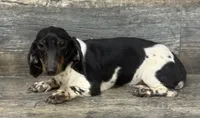 Mama Oreo (dapple/lh/deluite/pie, a female Miniature Dachshund for sale in Aiken, SC – 3 of 3