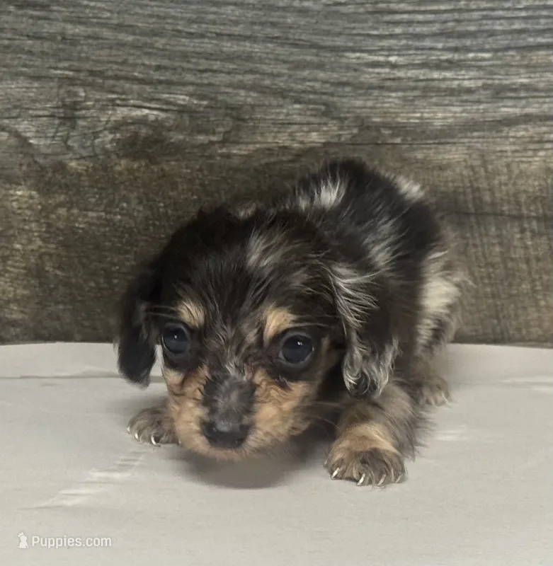 Champ-lh (daple/creme – Miniature Dachshund puppy for sale in Aiken, SC