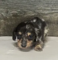 Champ-lh (daple/creme, a male Miniature Dachshund for sale in Aiken, SC – 1 of 3