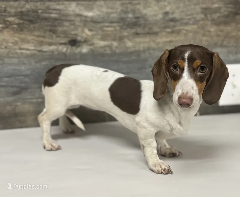 Sugar ( daple/deluite/lh – Miniature Dachshund puppy for sale in Aiken, SC