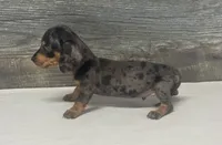Bud (lh/creme, a male Miniature Dachshund for sale in Aiken, SC – 3 of 3