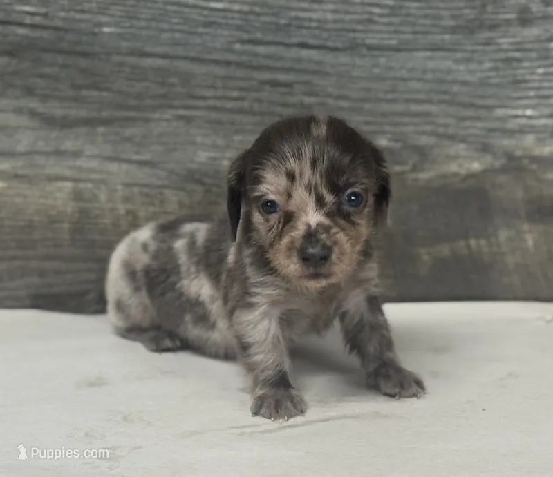 Gomez-lh (daple/lh/creme – Miniature Dachshund puppy for sale in Aiken, SC