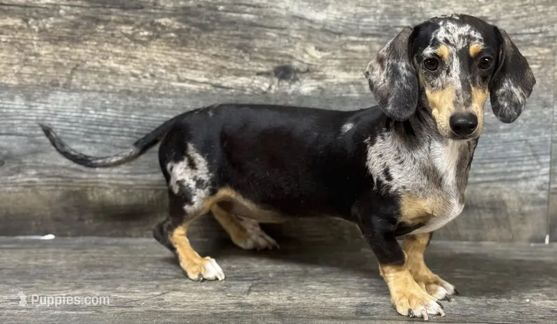 Levi, a male Miniature Dachshund for sale in Aiken, SC – 1 of 2