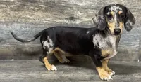 Levi, a male Miniature Dachshund for sale in Aiken, SC – 1 of 2