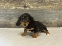 Jack-lh (daple/deluite/pie, a male Miniature Dachshund for sale in Aiken, SC – Photo 1 of 2
