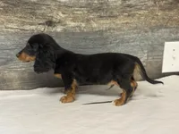 Jack-lh (daple/deluite/pie, a male Miniature Dachshund for sale in Aiken, SC – Photo 2 of 2