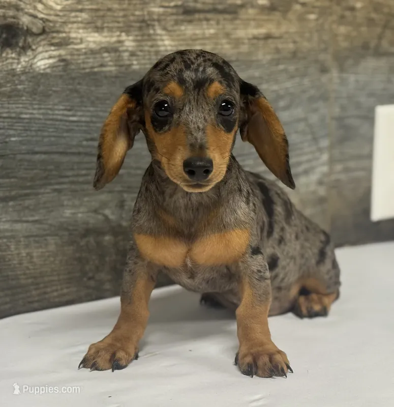 Ginger (daple/creme – Miniature Dachshund puppy for sale in Aiken, SC