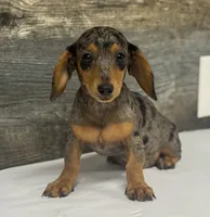 Ginger (daple/creme, a female Miniature Dachshund for sale in Aiken, SC – 1 of 2