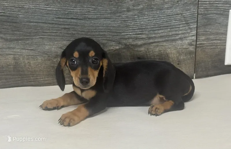 Misty (daple/creme – Miniature Dachshund puppy for sale in Aiken, SC