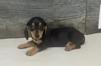 Misty (daple/creme, a female Miniature Dachshund for sale in Aiken, SC – 1 of 2