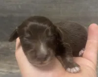 Bear-lh (daple/creme/pie/deluite, a male Miniature Dachshund for sale in Aiken, SC – Photo 2 of 2