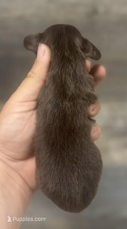 Bear-lh (daple/creme/pie/deluite