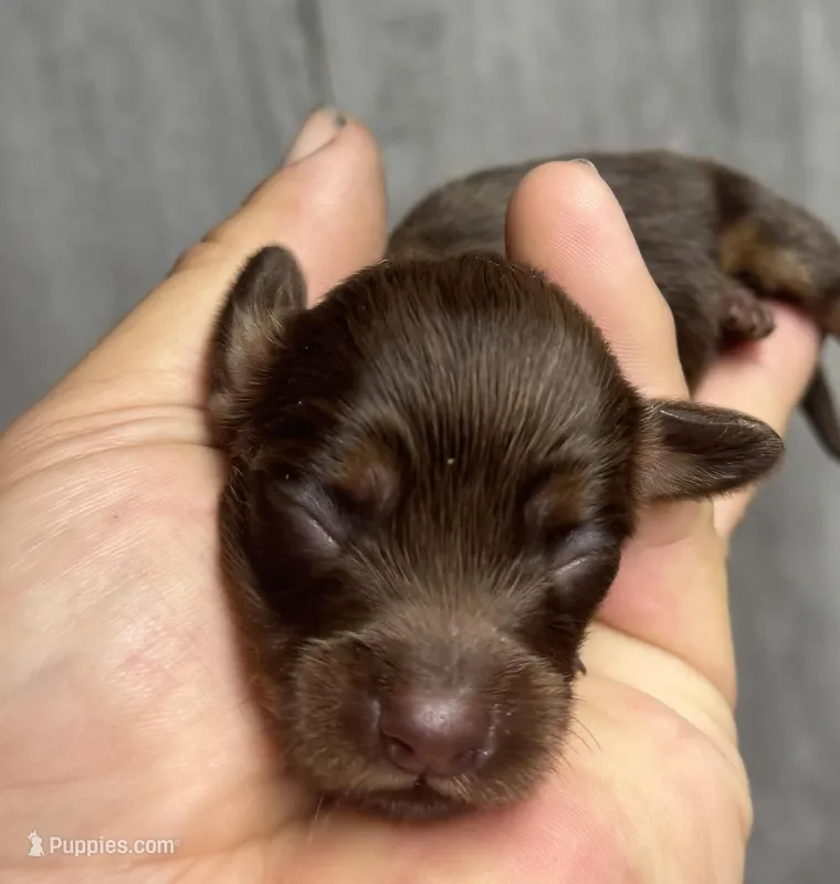 Lilly-lh (daple/creme-russian dad – Miniature Dachshund puppy for sale in Aiken, SC