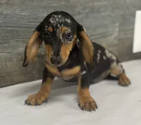 Bud (daple/creme/lh, a male Miniature Dachshund for sale in Aiken, SC – 1 of 2