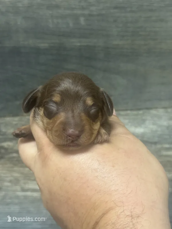 Brownie (possible lh) (crème/lh/daple – Miniature Dachshund puppy for sale in Aiken, SC