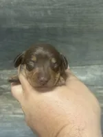 Brownie (possible lh) (crème/lh/daple, a male Miniature Dachshund for sale in Aiken, SC – 1 of 2