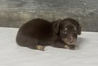 Dax-lh (crème/daple/pie, a male Miniature Dachshund for sale in Aiken, SC – Photo 2 of 2