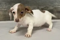 Spot , a male Miniature Dachshund for sale in Aiken, SC – 3 of 3