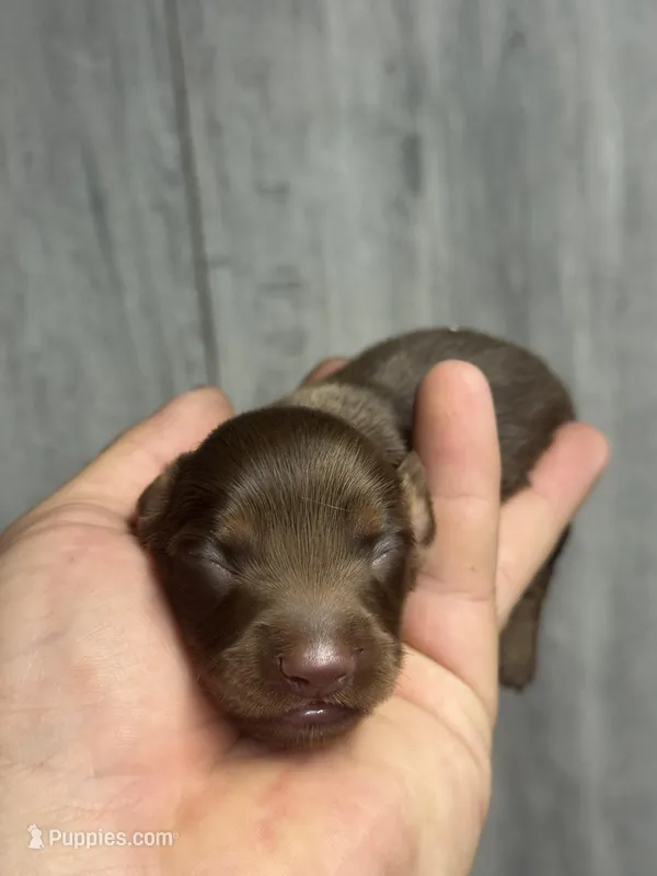 Boss-lh (daple/creme- Russian dad – Miniature Dachshund puppy for sale in Aiken, SC