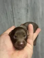 Boss-lh (daple/creme- Russian dad, a male Miniature Dachshund for sale in Aiken, SC – Photo 1 of 2