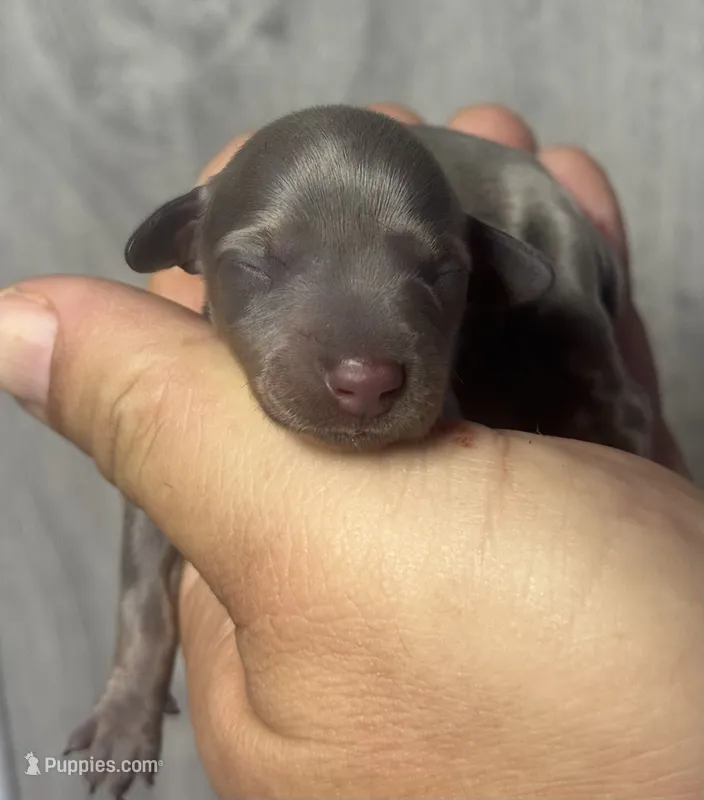 Betty (daple/deluite/lh – Miniature Dachshund puppy for sale in Aiken, SC