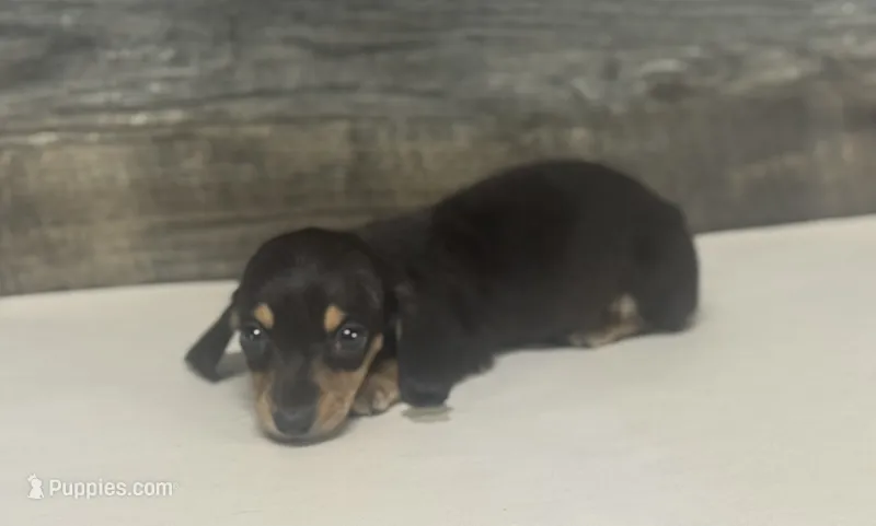Jack (crème/dapple/pie/lh – Miniature Dachshund puppy for sale in Aiken, SC