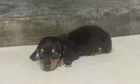 Jack (crème/dapple/pie/lh, a male Miniature Dachshund for sale in Aiken, SC – 1 of 2