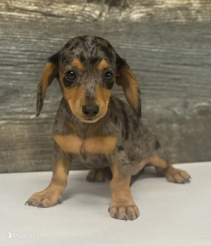 Ginger (daple/creme – Miniature Dachshund puppy for sale in Aiken, SC