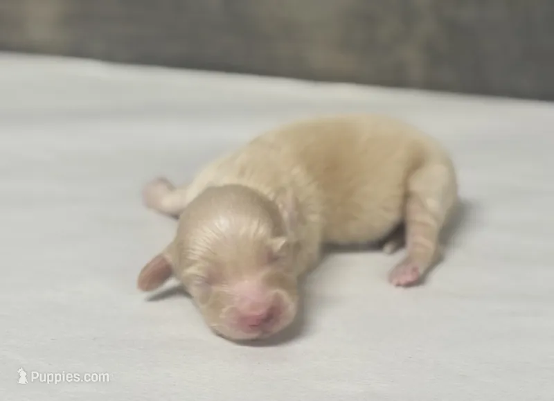 Banks-lh (crème/ dapple-creme – Miniature Dachshund puppy for sale in Aiken, SC
