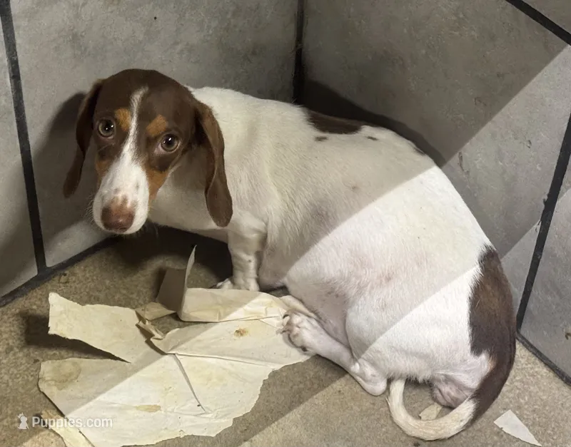 Sugar (crem/daple/pie/deluite/lh – Miniature Dachshund puppy for sale in Aiken, SC