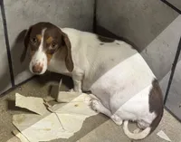 Sugar (crem/daple/pie/deluite/lh, a female Miniature Dachshund for sale in Aiken, SC – 1 of 1