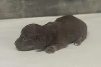 Daisy-lh (Russian import dad)(crème/deluite, a female Miniature Dachshund for sale in Aiken, SC – Photo 2 of 2