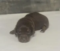 Daisy-lh (Russian import dad)(crème/deluite, a female Miniature Dachshund for sale in Aiken, SC – Photo 1 of 2