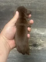 Brownie (possible lh) (crème/lh/daple, a male Miniature Dachshund for sale in Aiken, SC – 2 of 2