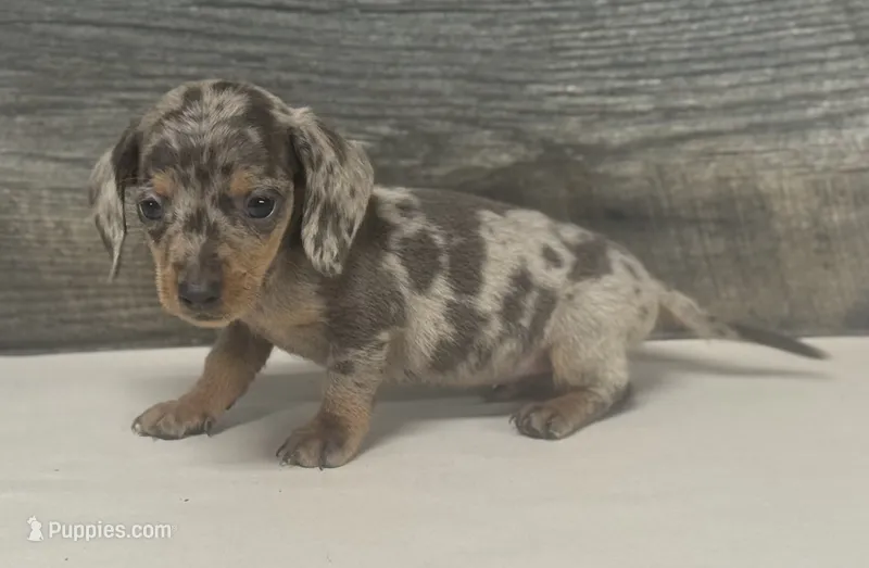 Gomez (daple/creme/deluite/pie/lh – Miniature Dachshund puppy for sale in Aiken, SC
