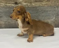 Coco-lh (daple/creme/delute/pie, a female Miniature Dachshund for sale in Aiken, SC – 2 of 2