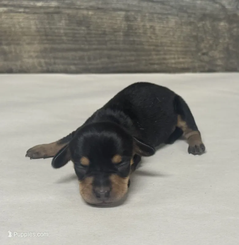Saddie (daple/creme/lh/deluite – Miniature Dachshund puppy for sale in Aiken, SC